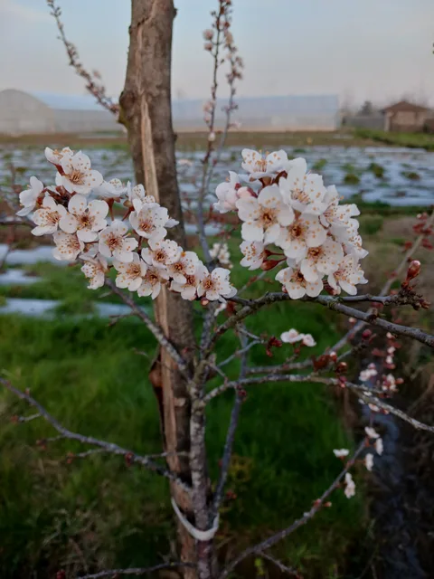 تصویر ۱ از مزرعه گیاهان دارویی سبزبوم